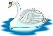 cigno