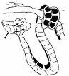 serpente